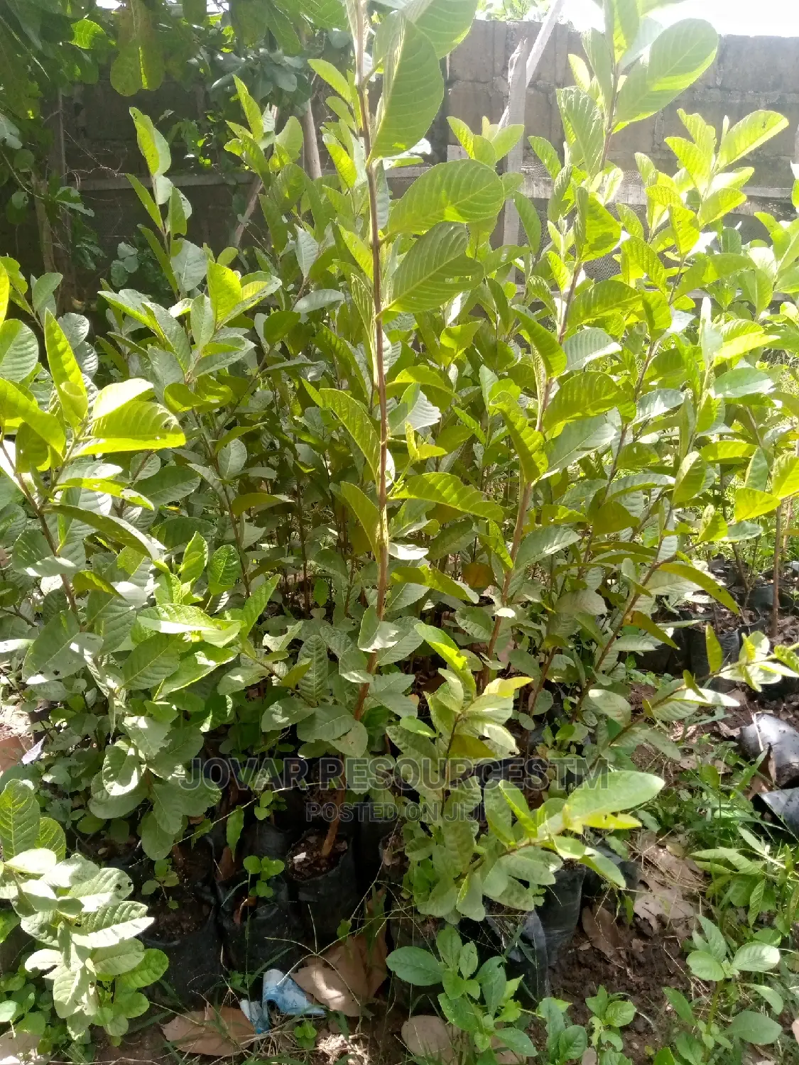 Best Guava (Jumbo White / Red / Pink)