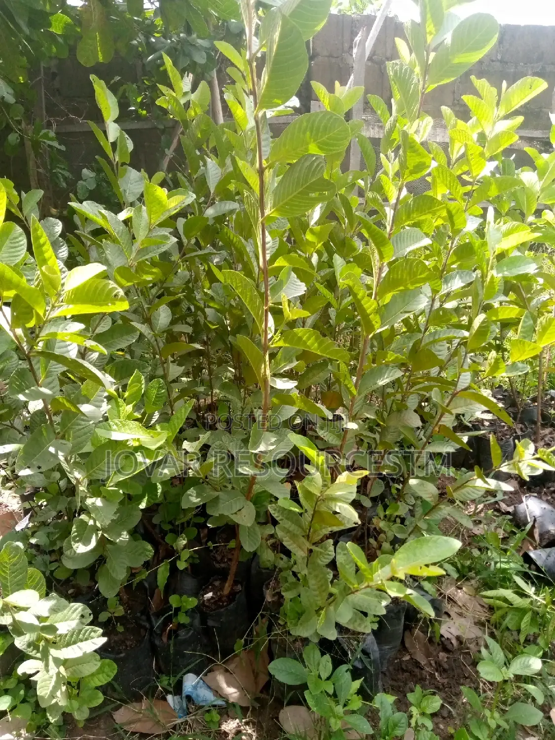 Best Guava (Jumbo White / Red / Pink)