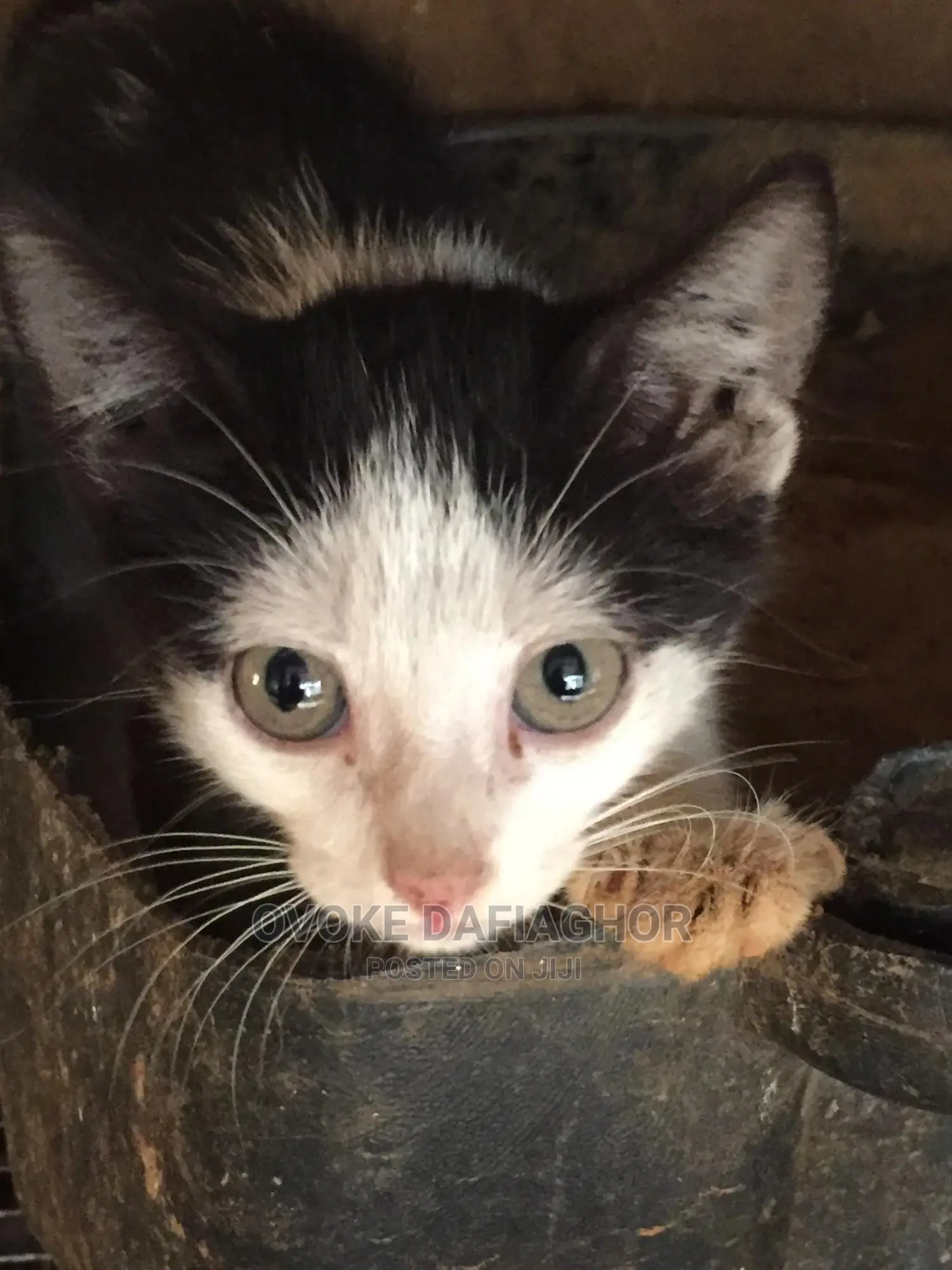 1-3 months Male Purebred Exotic