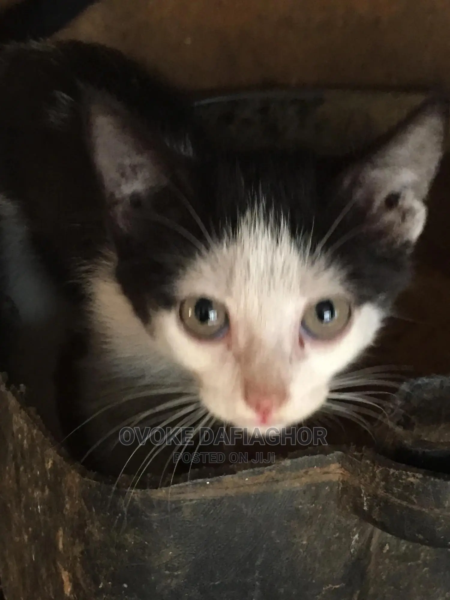 1-3 months Male Purebred Exotic