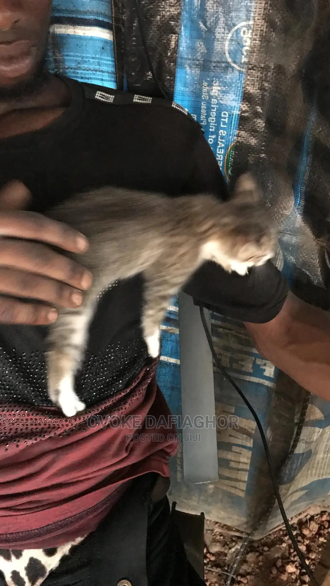 1-3 months Female Purebred American Wirehair