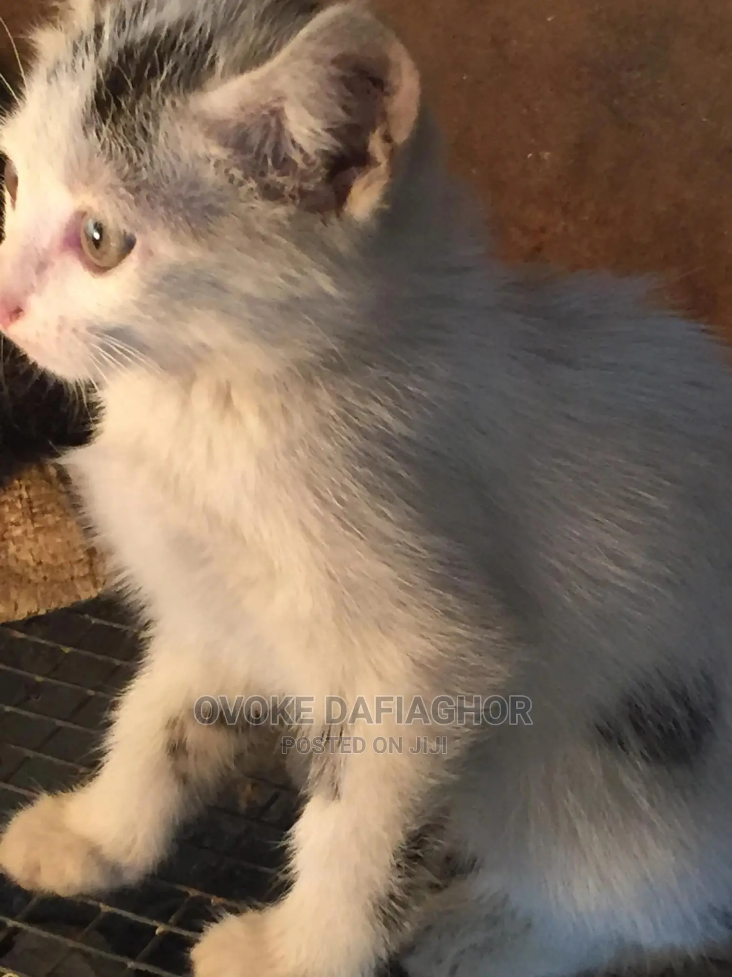 1-3 months Female Purebred Exotic