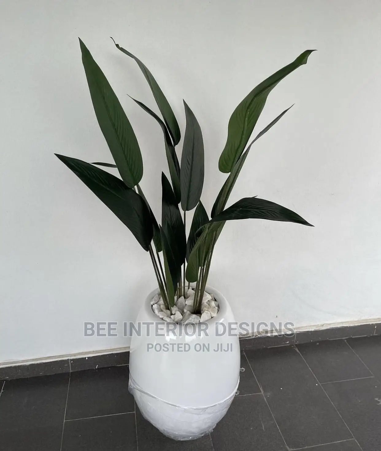 5ft Paradise Bird Plants and Planters