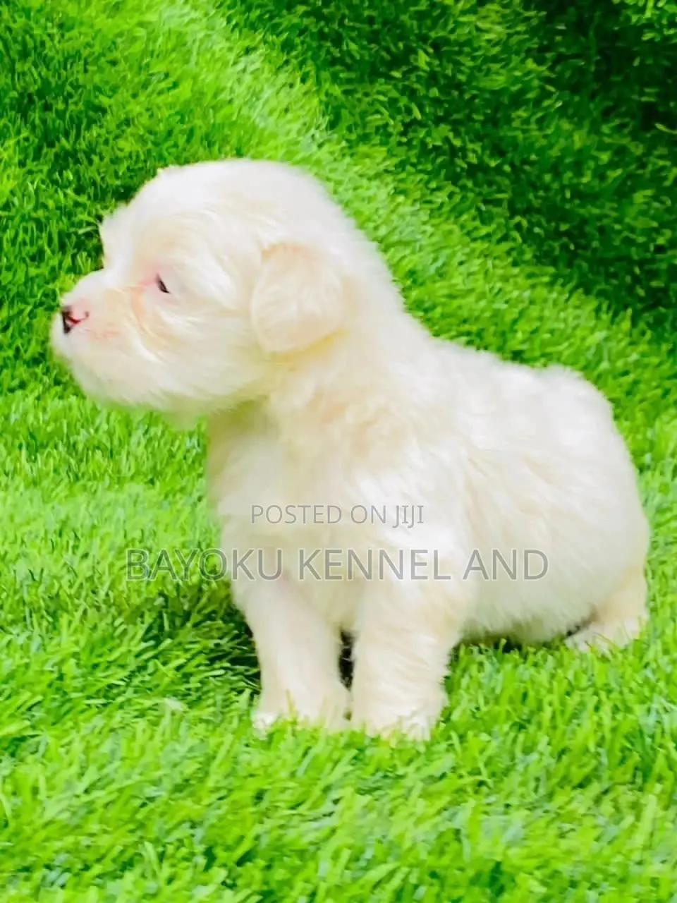 1-3 months Male Purebred Lhasa Apso