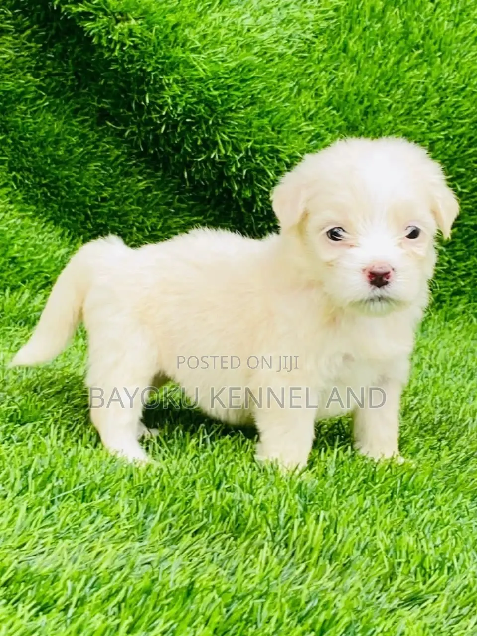 1-3 months Male Purebred Lhasa Apso