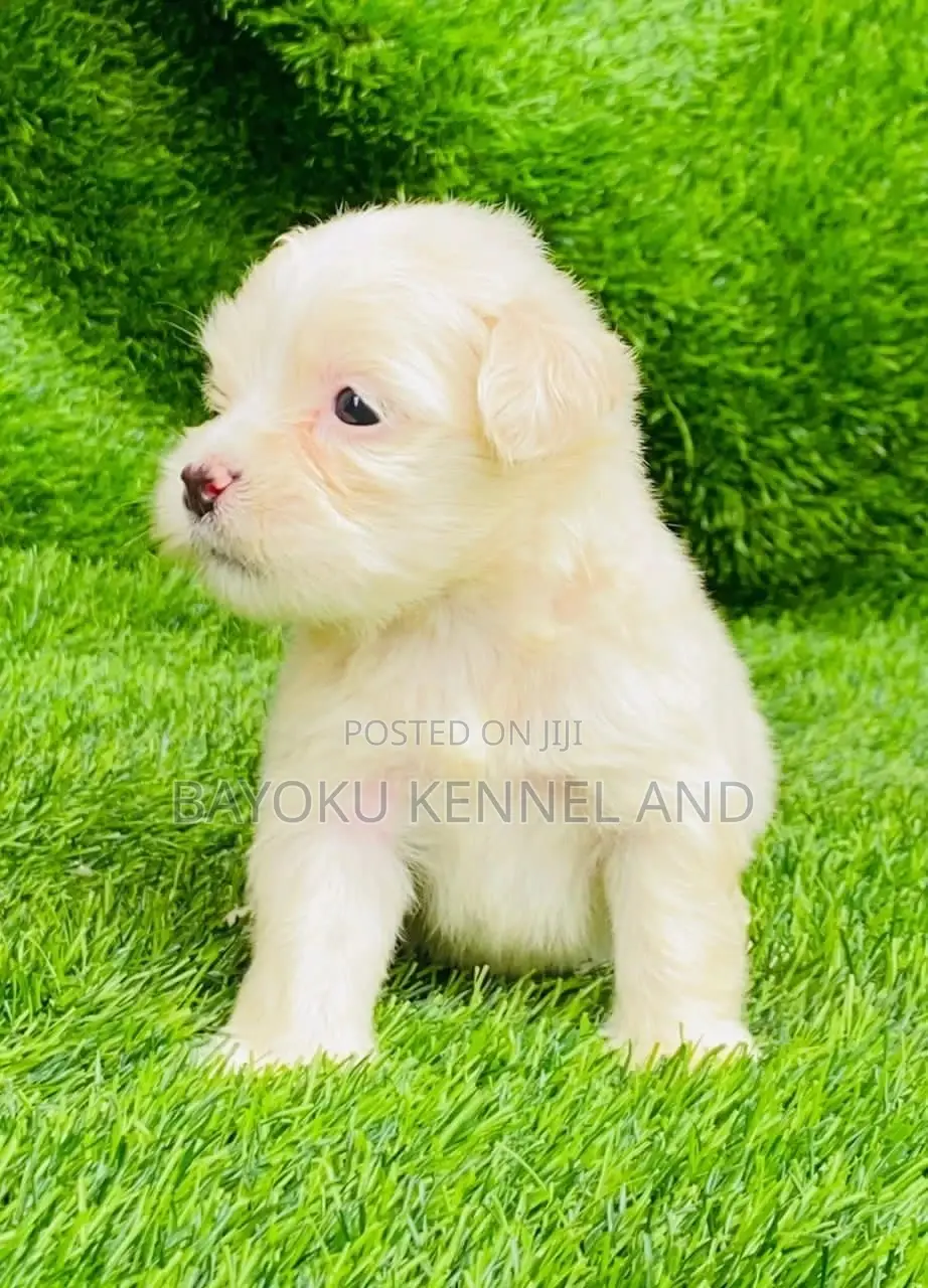 1-3 months Male Purebred Lhasa Apso