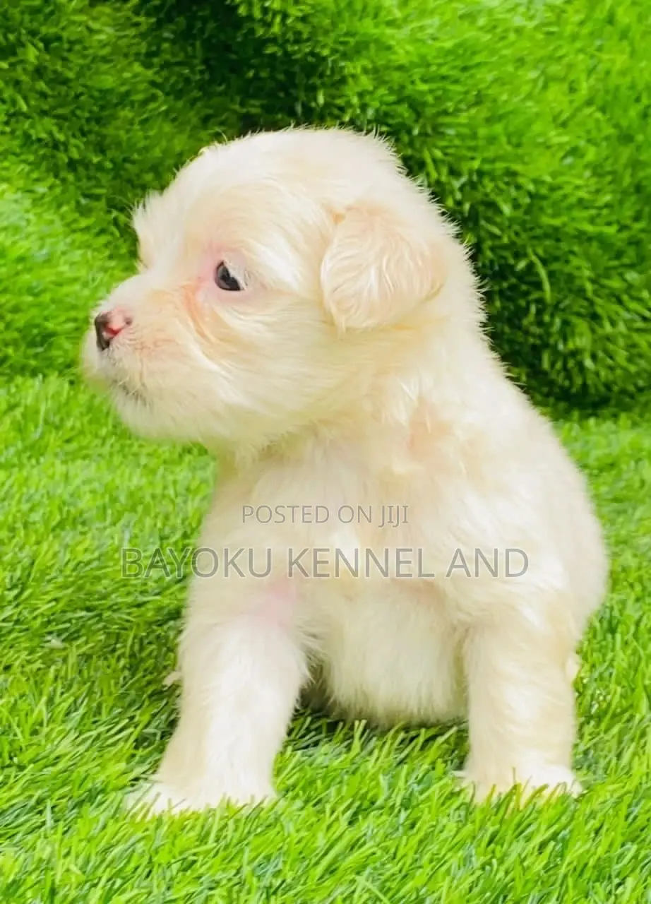 1-3 months Male Purebred Lhasa Apso
