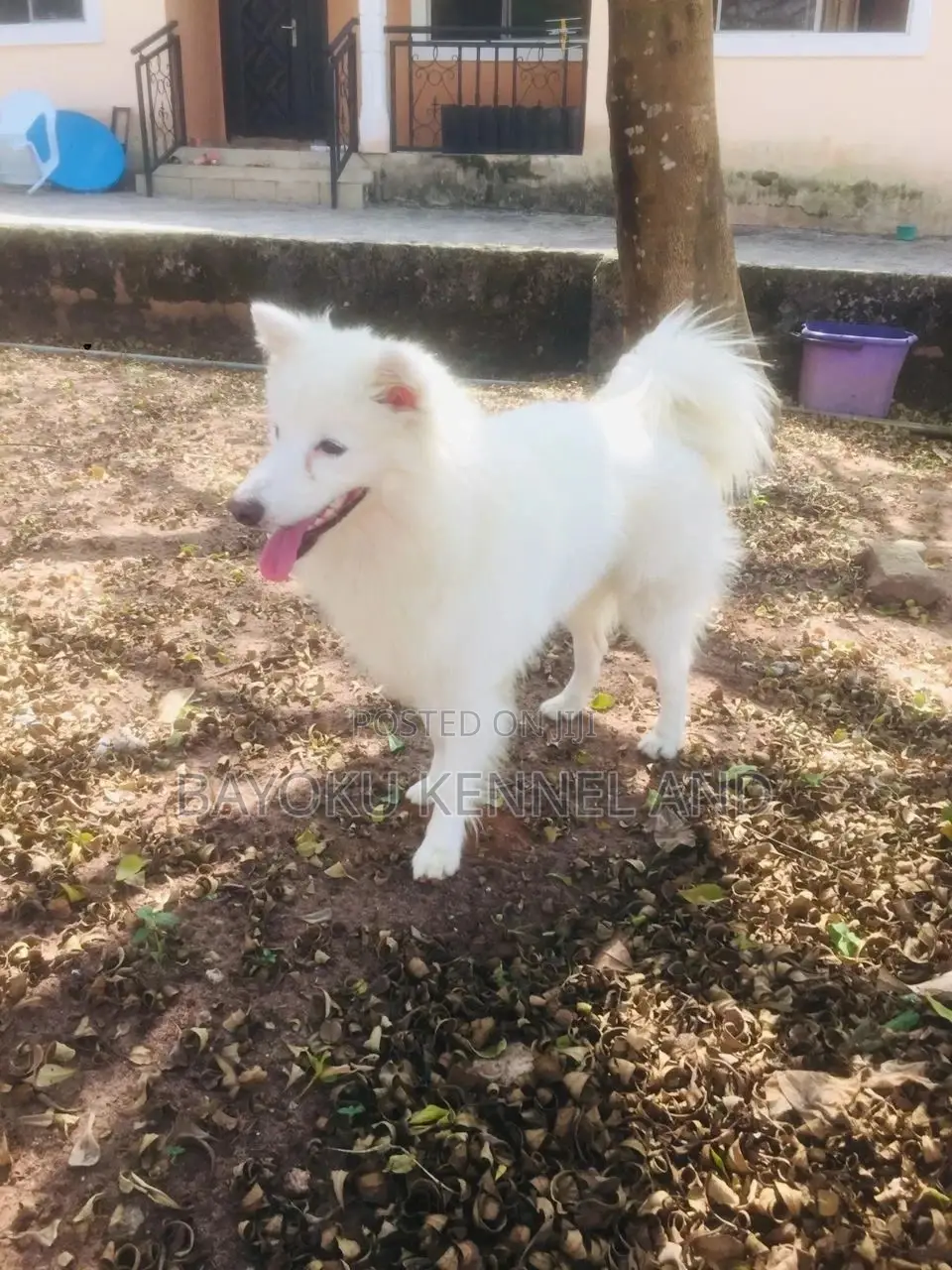 1+ Year Female Purebred American Eskimo