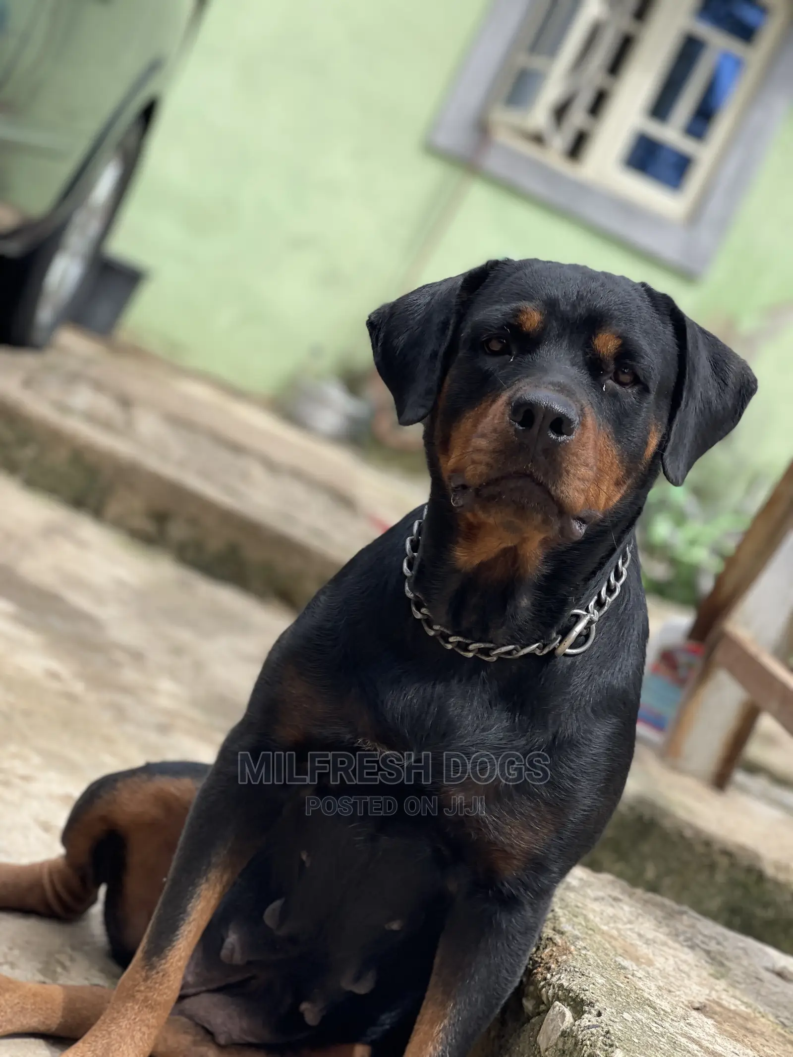 1+ year Female Purebred Rottweiler
