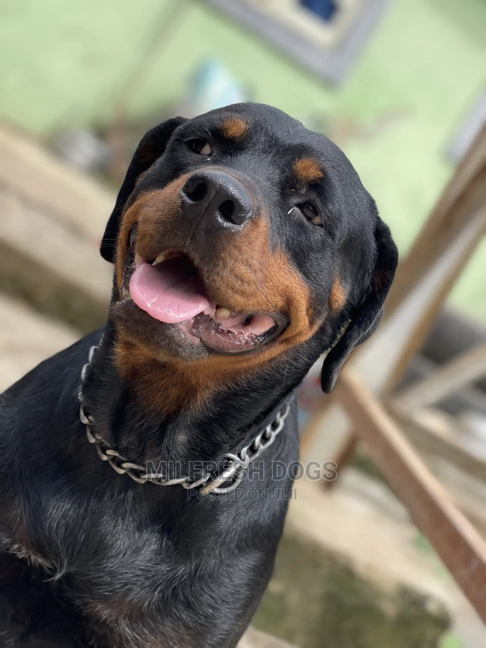 1+ year Female Purebred Rottweiler