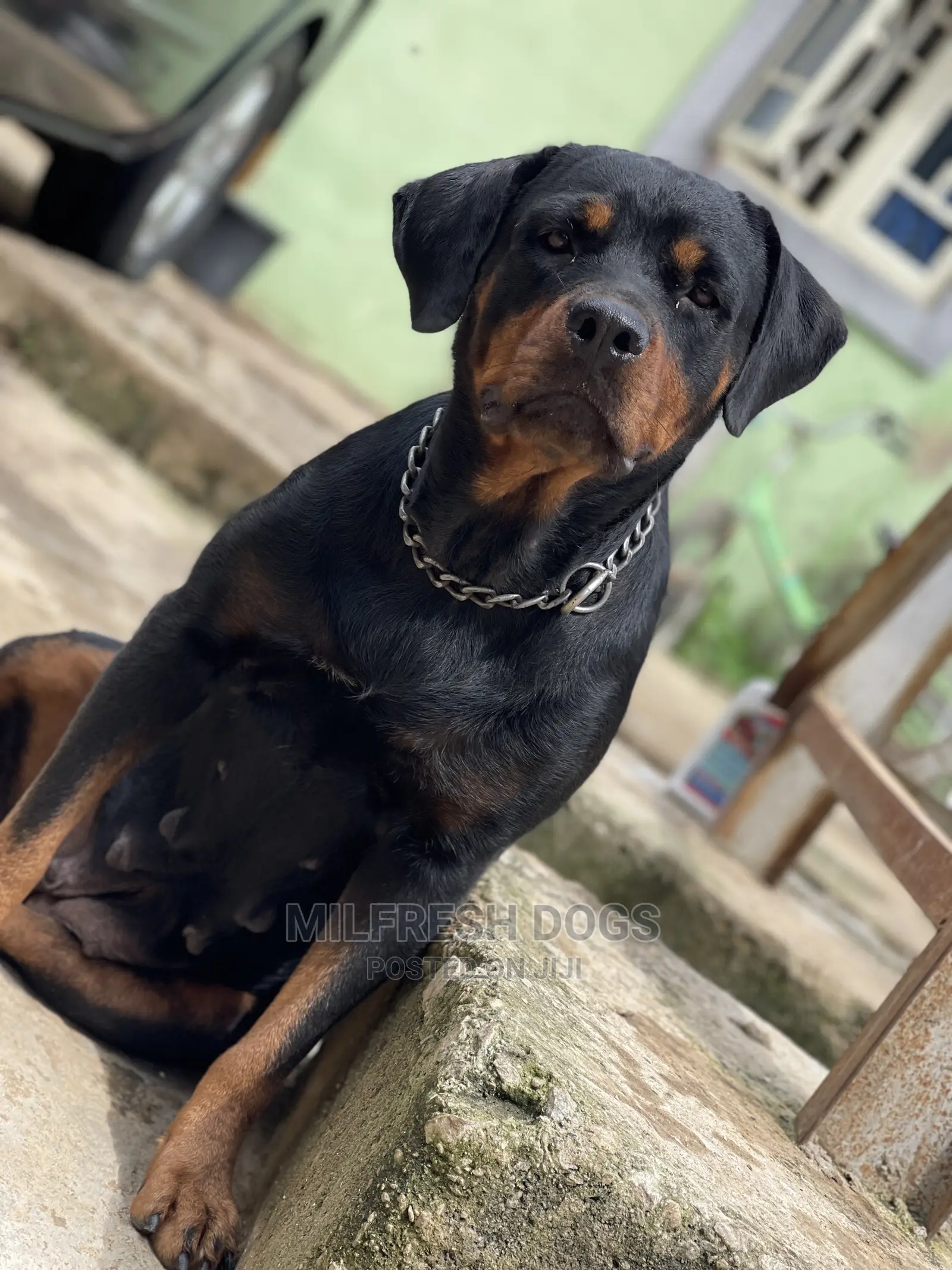 1+ year Female Purebred Rottweiler