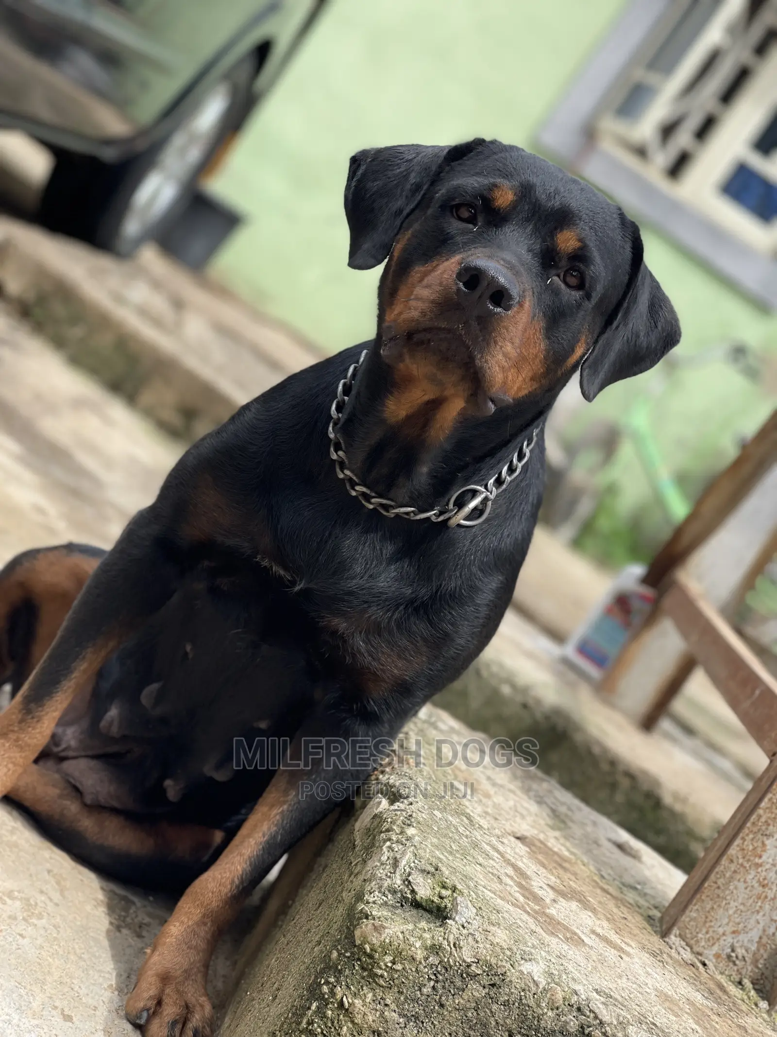 1+ year Female Purebred Rottweiler