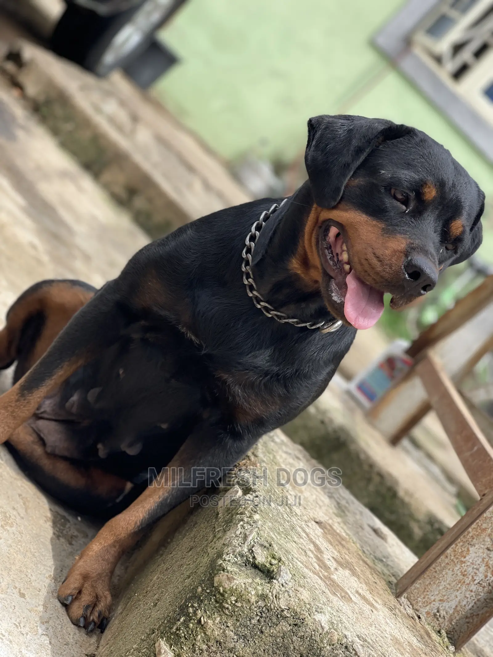1+ year Female Purebred Rottweiler